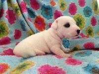 CHIOT